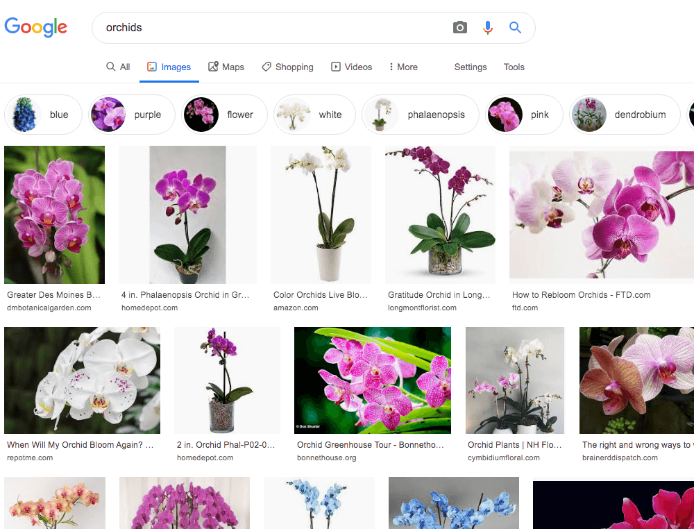 orchids-from-a-google-search-for-flowers
